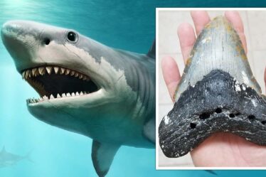 Le mystère des requins résolu alors que le redoutable régime alimentaire de Megalodon est dévoilé pour la première fois