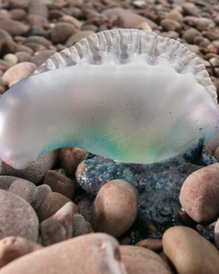 Les méduses craignent alors que les touristes affolés affluent vers le site Web de suivi pour évaluer le risque de baignade