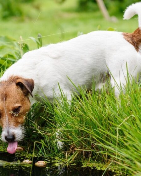 Les propriétaires de chiens ont émis un avertissement pour garder les animaux domestiques en laisse autour des rivières et des étangs au milieu d'un risque mortel