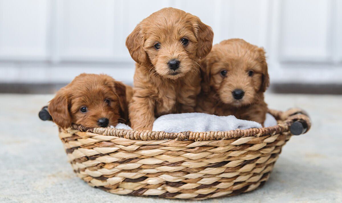 L'homme "ne paiera pas de pension alimentaire pour chiot" après que sa chienne soit tombée enceinte