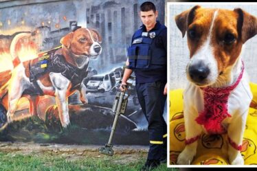 Un chien ukrainien héros "a sauvé tant de vies" immortalisé sur une peinture murale alors qu'il enfile une tenue traditionnelle