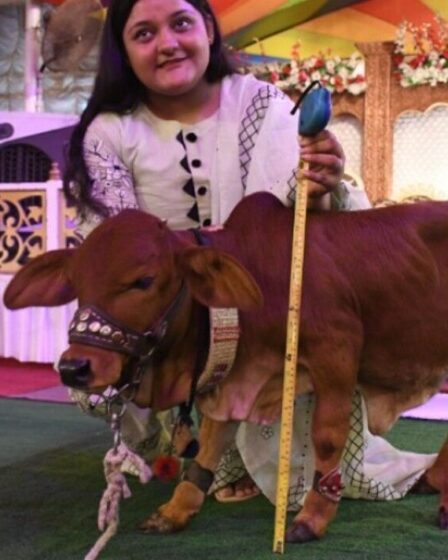 Une petite reine !  La plus petite vache rivalise pour la renommée mondiale - elle a la taille d'un Border Collie