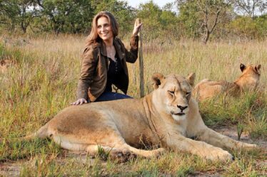 Lion Spy : L'héroïne risque sa vie pour sauver la fierté des riches chasseurs