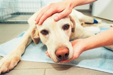 Avertissement aux propriétaires d'animaux car les chiens mâles sont "jusqu'à cinq fois plus susceptibles" de développer un cancer