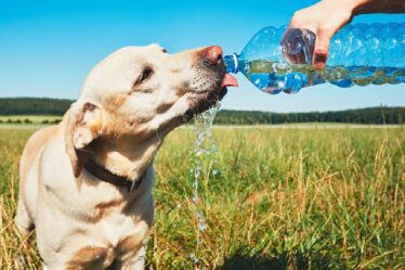 Avertissement de vague de chaleur pour les chiens: la RSPCA révèle les plus grands dangers pour les animaux de compagnie par temps chaud