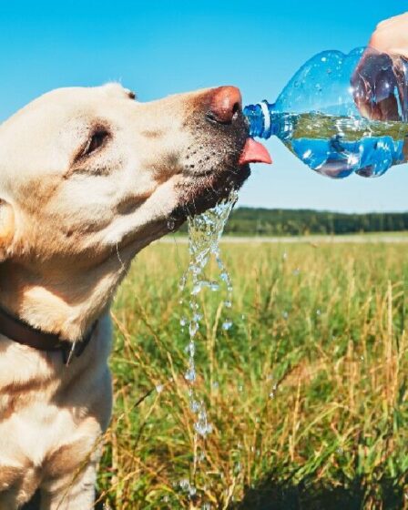 Avertissement de vague de chaleur pour les chiens: la RSPCA révèle les plus grands dangers pour les animaux de compagnie par temps chaud