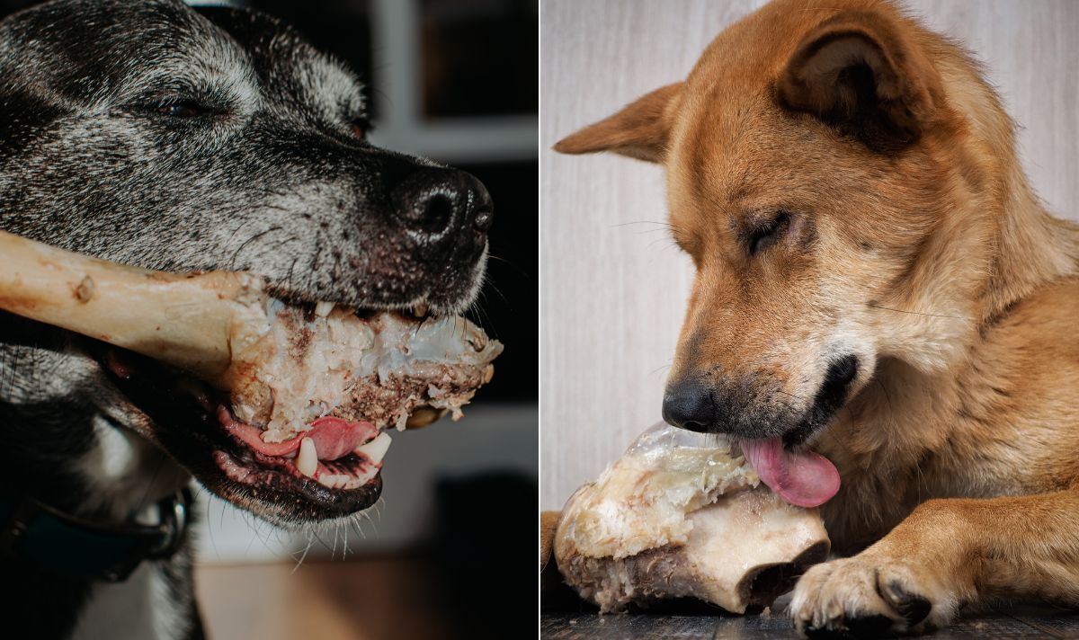 Avertissement pour les chiens : Nourrir les animaux de compagnie avec certains aliments pourrait favoriser la propagation de superbactéries résistantes aux antibiotiques