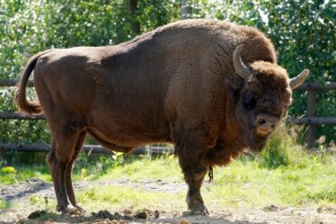 Bison libéré au Royaume-Uni pour la première fois en mille ans - PICS