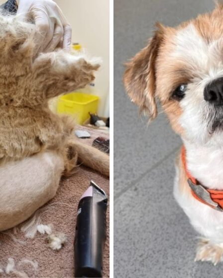 Chien de sauvetage méconnaissable après avoir rasé un demi-kilo de fourrure emmêlée - PHOTOS