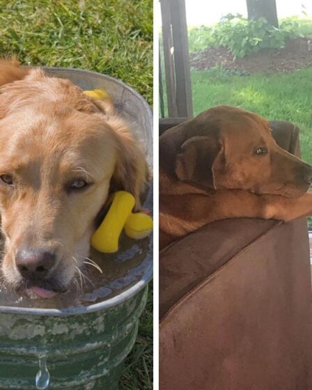 Des chiens adorables essayant de se rafraîchir à cause de la chaleur deviennent viraux alors que la RSPCA avertit les propriétaires