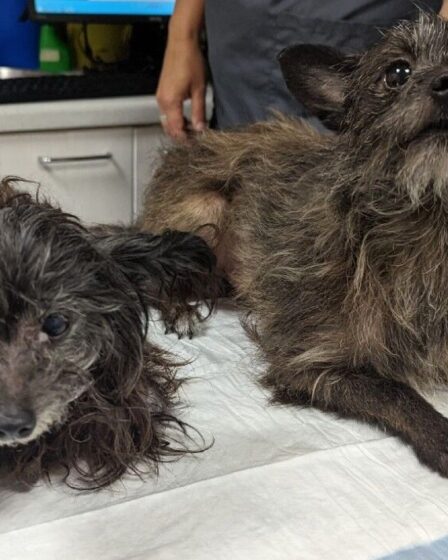 "Faites face à une mort persistante" Deux chiens négligés abandonnés pour mourir le jour le plus chaud de l'année