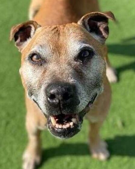 Heartbreak en tant que chien de sauvetage âgé négligé pendant des mois alors que l'âge "rebute les gens"