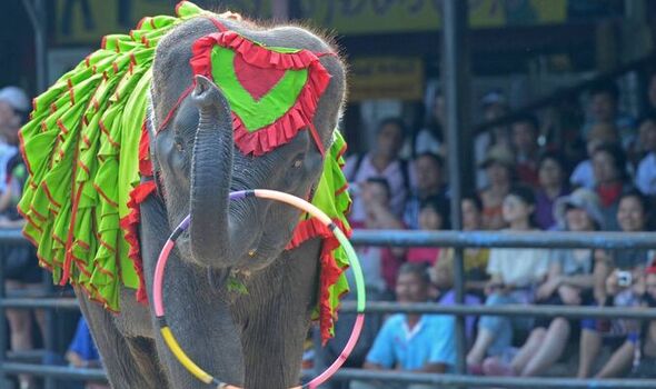 Un éléphant performant en Thaïlande