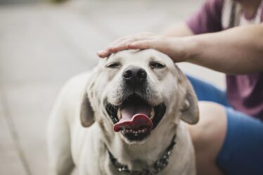 Les chiens mâles cinq fois plus susceptibles de développer un cancer du nez