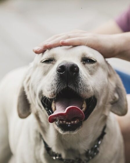 Les chiens mâles cinq fois plus susceptibles de développer un cancer du nez