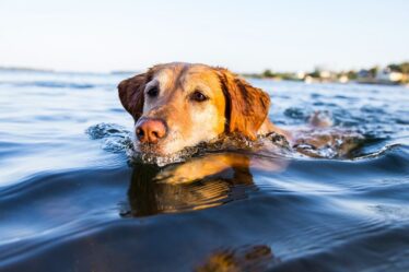Les propriétaires de chiens ont émis un avertissement urgent après la découverte d'algues mortelles sur un site de beauté