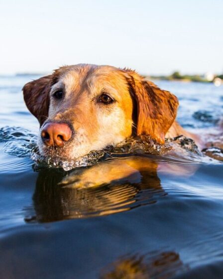 Les propriétaires de chiens ont émis un avertissement urgent après la découverte d'algues mortelles sur un site de beauté