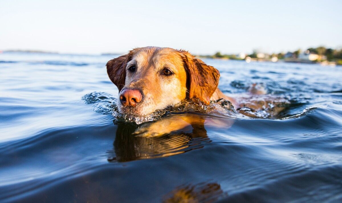 Les propriétaires de chiens ont émis un avertissement urgent après la découverte d'algues mortelles sur un site de beauté