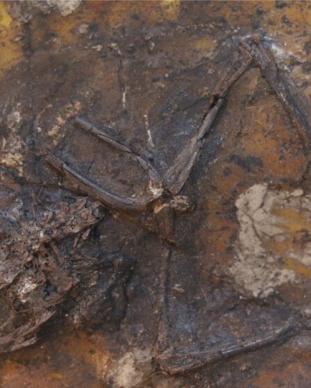 Quel chemin parcouru !  Le «piège de la mort sexuelle» a vu des centaines d'anciennes grenouilles se noyer pendant l'accouplement