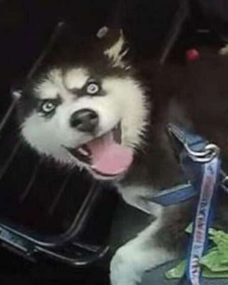 Un homme laisse un husky de trois mois dans une voiture chaude avec la bouche fermée pendant qu'il joue