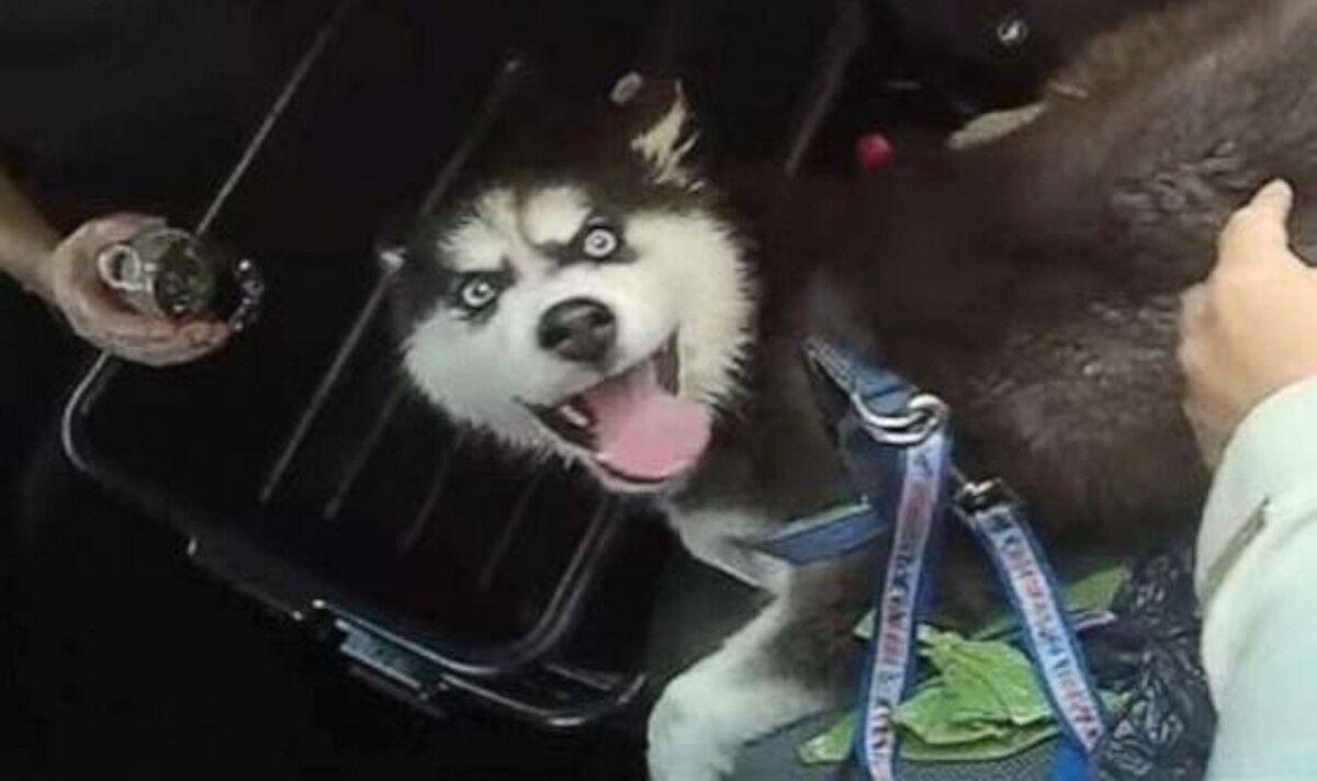 Un homme laisse un husky de trois mois dans une voiture chaude avec la bouche fermée pendant qu'il joue