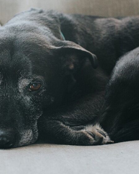 Un vétérinaire décrit des signes déchirants indiquant qu'il est temps de dire au revoir à un chien de compagnie "Commence à souffrir"