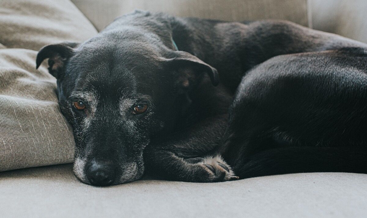 Un vétérinaire décrit des signes déchirants indiquant qu'il est temps de dire au revoir à un chien de compagnie "Commence à souffrir"