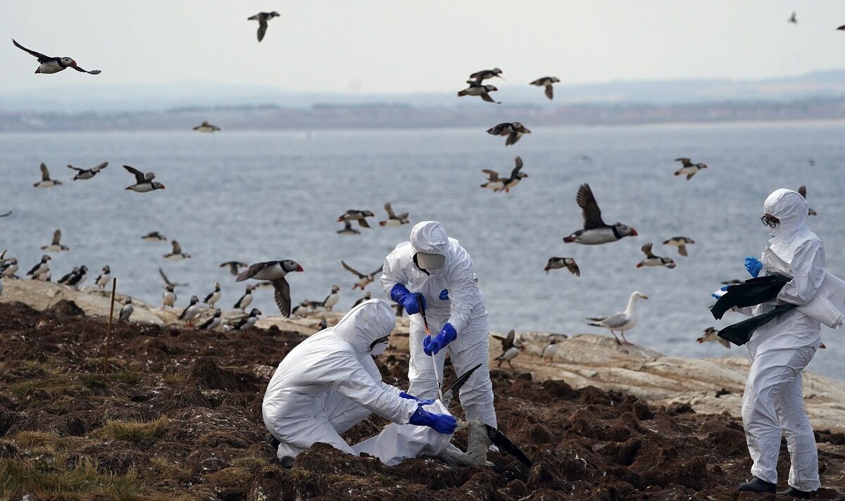 "Une tragédie faunique sans précédent" Le bilan de la grippe aviaire atteint 3 000 personnes dans le sanctuaire des îles