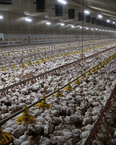 Les associations caritatives pour les animaux appellent à une action urgente pour empêcher les poulets de rôtir vivants pendant la canicule