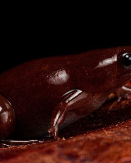 Des grenouilles en chocolat aux poissons arc-en-ciel : découvrez le meilleur des espèces nouvellement décrites de cette année