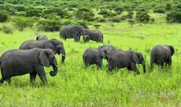 Le troupeau d'éléphants arrive 