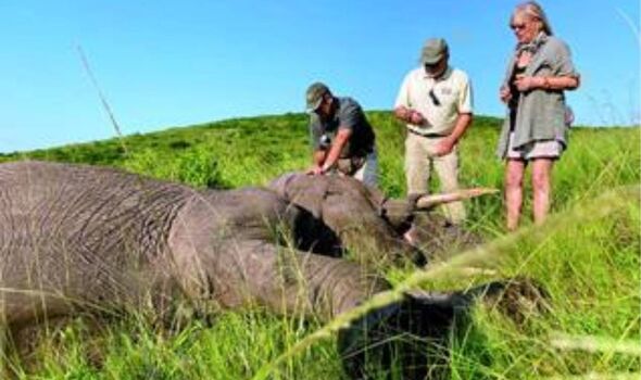 PERDU ET TROUVÉ : Françoise et son vétérinaire retrouvent l'éléphant disparu et tentent de déterminer ce qui ne va pas