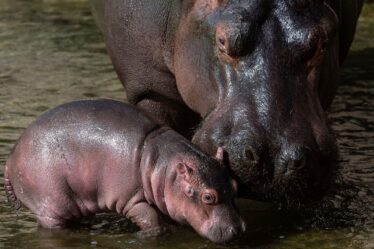 Demande que les hippopotames soient ajoutés à la liste des animaux les plus menacés au monde