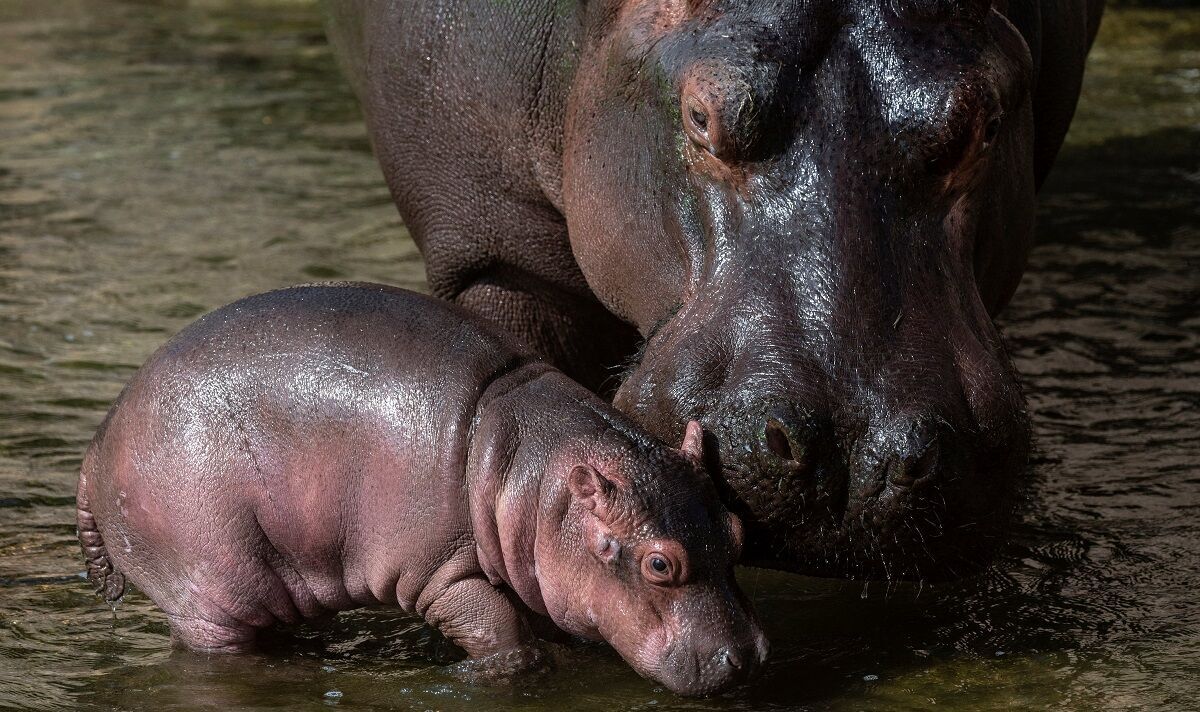 Demande que les hippopotames soient ajoutés à la liste des animaux les plus menacés au monde