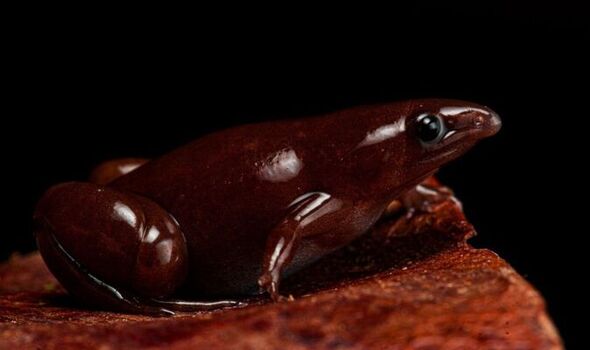 Synapturanus danta, la grenouille au chocolat