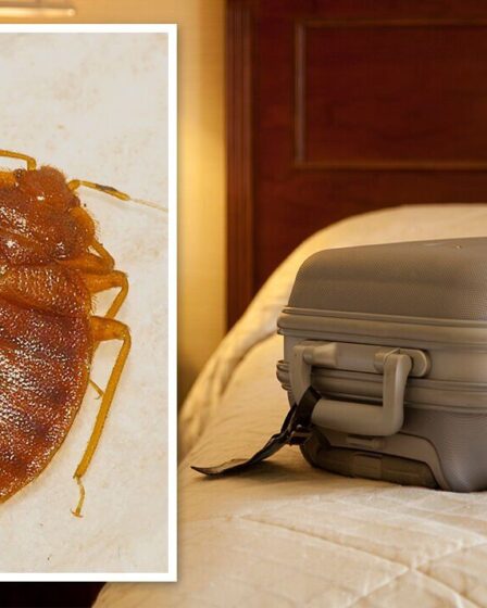 Des punaises de lit trouvées dans des hôtels "cinq étoiles" à travers l'Espagne - des "idées fausses" pourraient vous mettre en danger