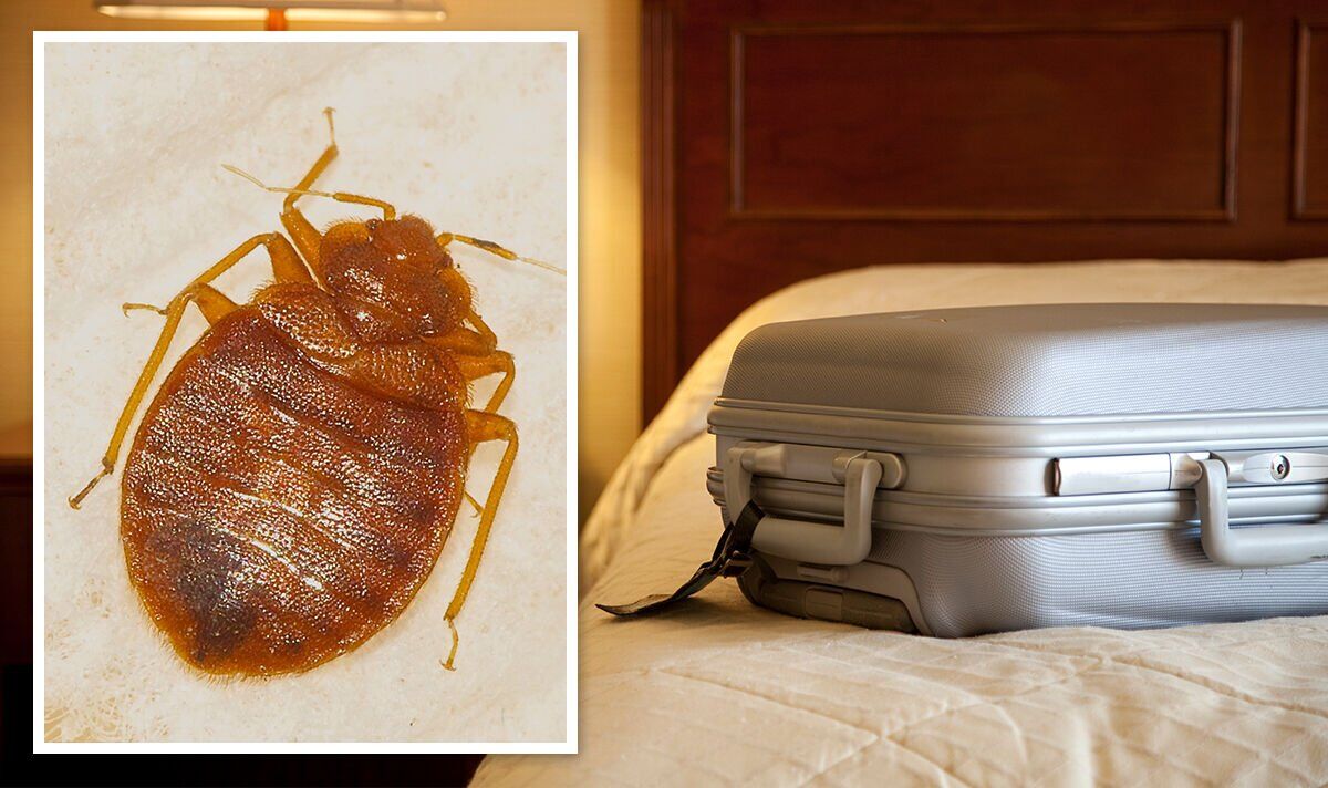 Des punaises de lit trouvées dans des hôtels "cinq étoiles" à travers l'Espagne - des "idées fausses" pourraient vous mettre en danger