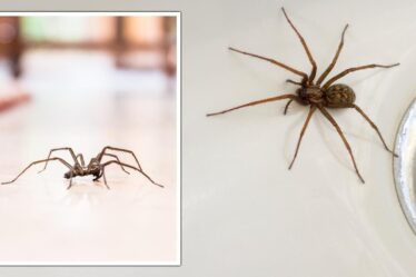 Des "répulsifs naturels" pour éloigner "instantanément" les araignées de votre maison - "extrêmement désagréables"