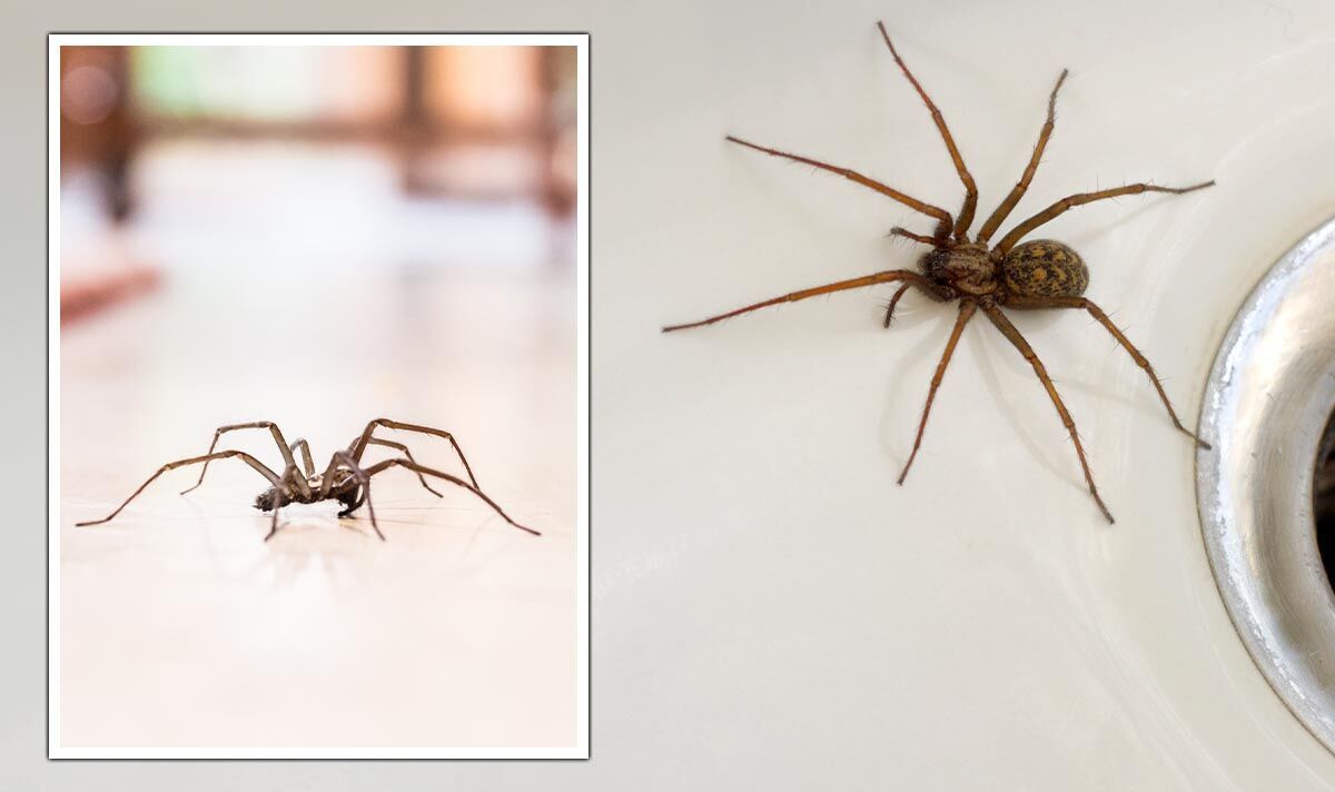 Des "répulsifs naturels" pour éloigner "instantanément" les araignées de votre maison - "extrêmement désagréables"