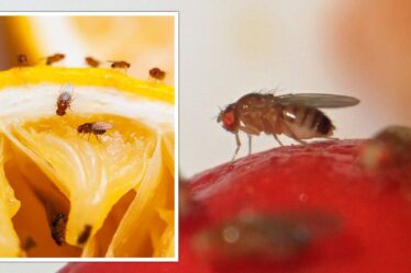 "Ils s'y noient": Solution 73p maison pour tuer les mouches des fruits - "incroyable"