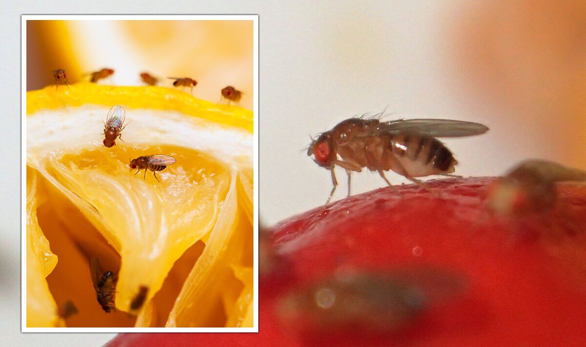 "Ils s'y noient": Solution 73p maison pour tuer les mouches des fruits - "incroyable"