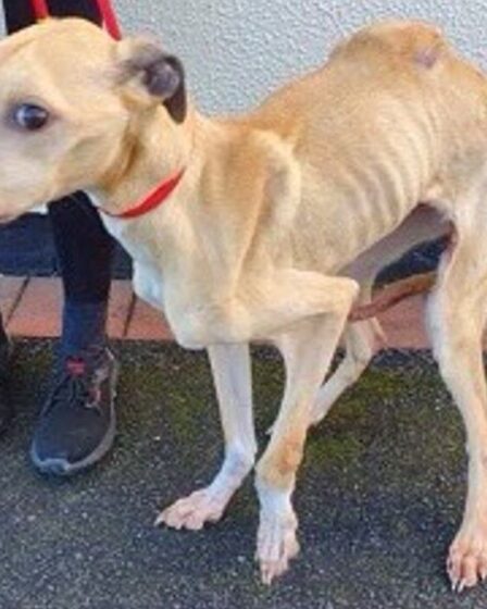 Incroyable transformation d'un chien de sauvetage qui était au bord de la mort - PHOTOS