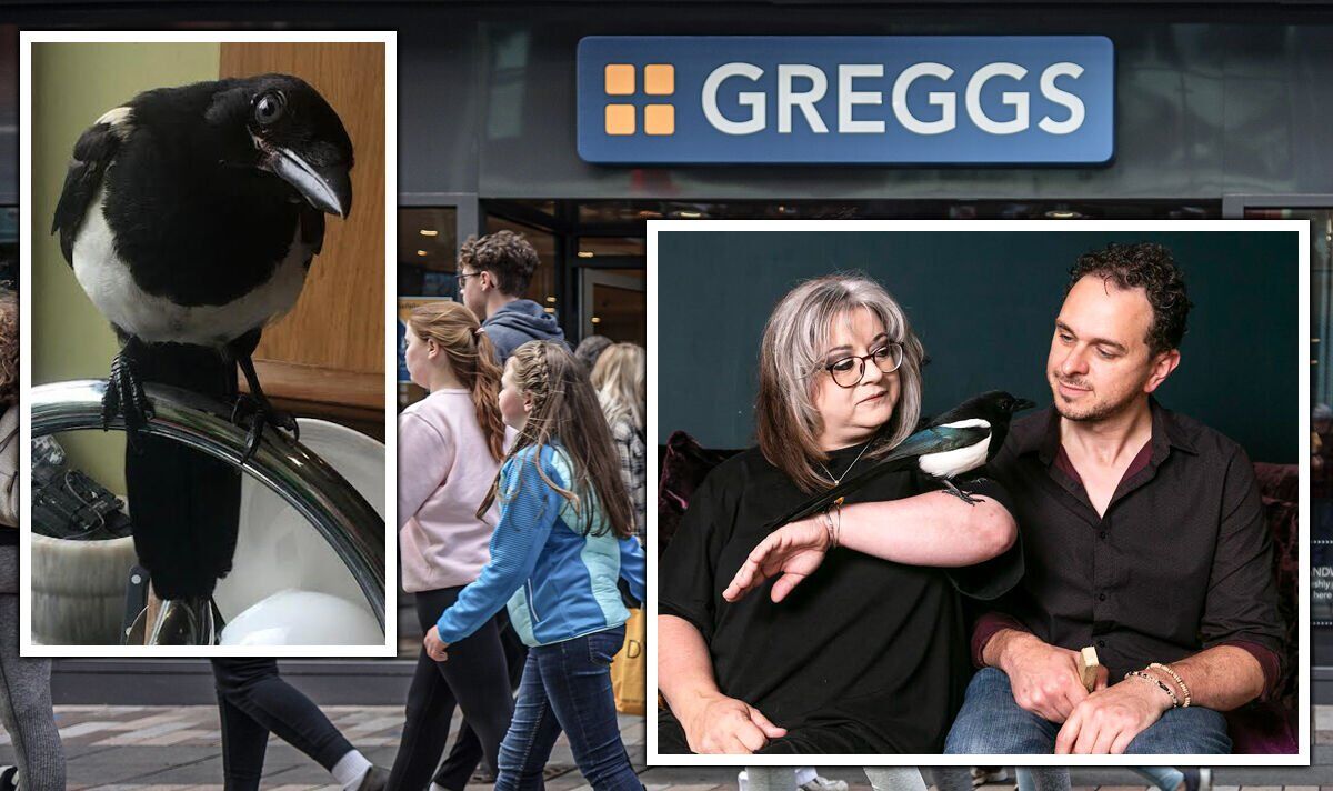 La pie espiègle qui a causé le « chaos » à Greggs mise à la terre par le propriétaire