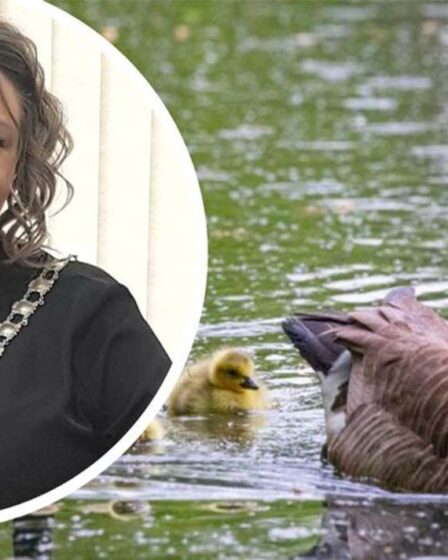 Le maire reçoit des menaces de mort pour des plans visant à réduire la population d'oies