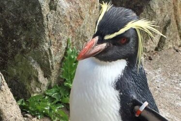 Le pingouin le plus ancien et le plus "sassiste" du zoo d'Edimbourg tué par un renard lors d'une attaque d'horreur
