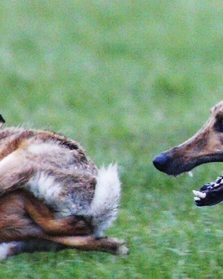 Les gangs diffusent des lièvres qui courent sur le dark web