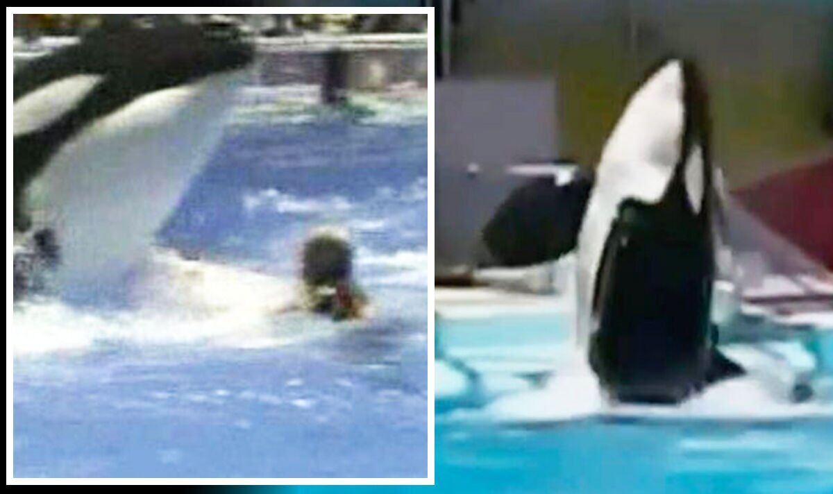 L'orque SeaWorld "fou de sexe" est si dangereux qu'il est enfermé loin des humains depuis 2004