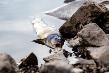 Mystère de la mort des poissons en Allemagne : des milliers de créatures se lavent mortes, provoquant une puanteur nauséabonde