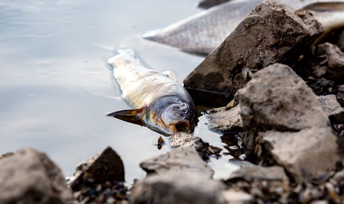 Mystère de la mort des poissons en Allemagne : des milliers de créatures se lavent mortes, provoquant une puanteur nauséabonde