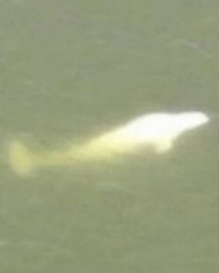 Un béluga échoué recevra des vitamines car il refuse la nourriture coincée dans la Seine